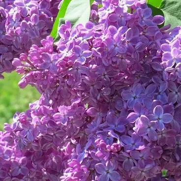 Сирень "Оля" / Syringa vulgaris "Olya"