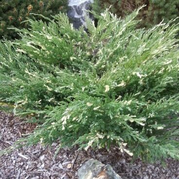 Можжевельник гориз. "Андорра Компакт Вариегата" / Juniperus horizontalis "Andorra Compact Variegata"