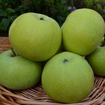 Яблоня домашняя "Калужанка" / Malus domestica "Kaluzhanka"