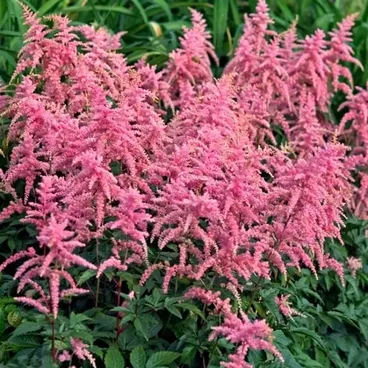 Астильба Арендса "Брессингэм Бьюти" / Astilbe arendsii "Bressingham Beauty"