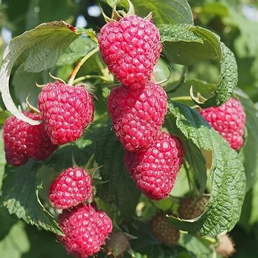 Малина ремонтантная "Полана" / Rubus idaeus "Polana"