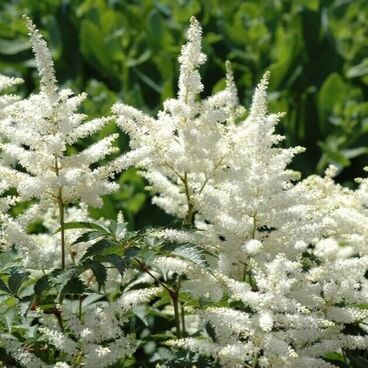 Астильба Арендса "Хэппи Дэй" / Astilbe arendsii "Happy Day"