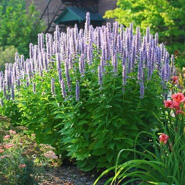 Агастахе "Блю Фортун" / Agastache "Blue Fortune"