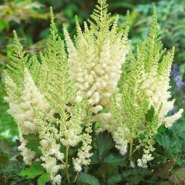 Астильба Арендса "Айвори Перлз" / Astilbe arendsii "Ivory Pearls"