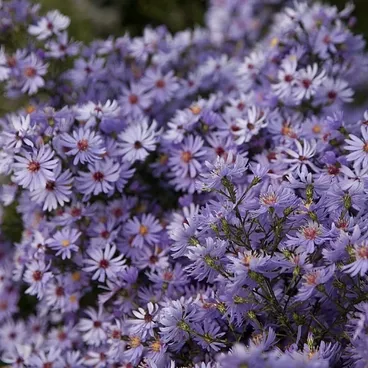 Астра сердцелистная "Литл Карлоу" / Aster cordifolius “Little Carlow”