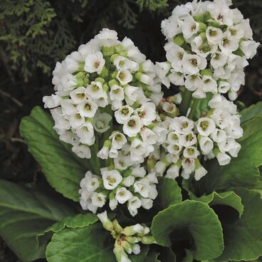 Бадан сердцелистный "Сноутайм" / Bergenia cordifolia "Snowtime"