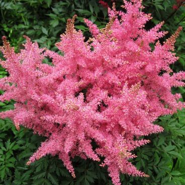 Астильба Арендса "Распберри" / Astilbe arendsii "Raspberry"