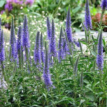 Вероника колосковая "Блаутеппич" / Veronica spicata "Blauteppich"