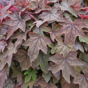 Гейхерелла гибридная "Арт Деко" / Heucherella hybrida "Art Deco"