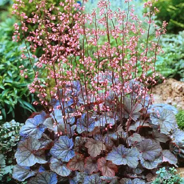 Гейхера гибридная "Регина" / Heuchera hybrida "Regina"