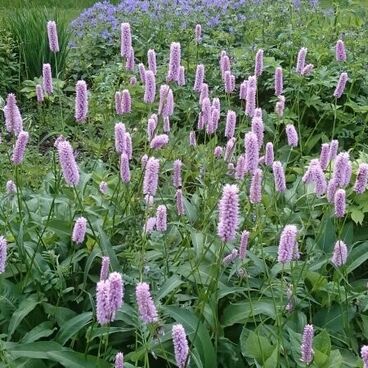 Горец змеиный "Суперба" / Polygonum bistorta "Superba"