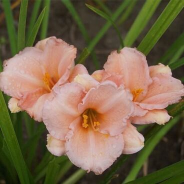 Лилейник гибридный "Он энд Он" / Hemerocallis hybrida "On and On"