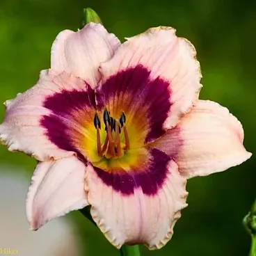 Лилейник гибридный "Рейнбоу Кенди" / Hemerocallis hybrida "Rainbow Candy