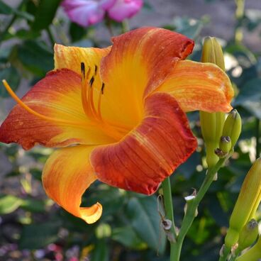 Лилейник гибридный "Монинг Сан" / Hemerocallis hybrida "Morning Sun"