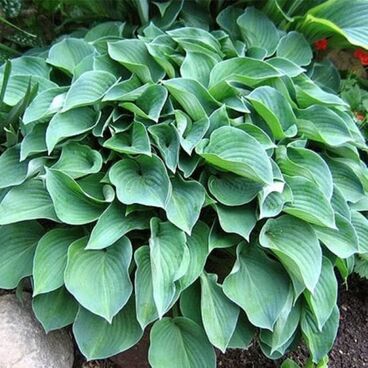 Хоста "Пасифик Блю Эдж" / Hosta "Pacific Blue Edger"