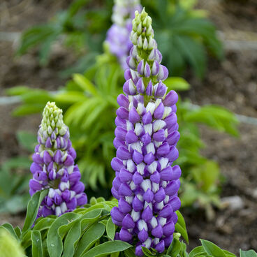 Люпин гибридный "Мини Галери Блю" / Lupinus 'Mini Gallery Blue"