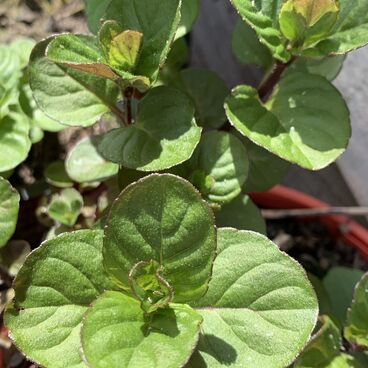 Мята "Мандарин Минт" / Mentha "Mandarin Mint"