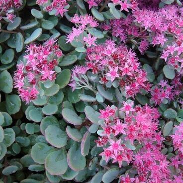 Седум (Очиток) наутесный "Лидакенс" / Sedum cauticolum "Lidakense"