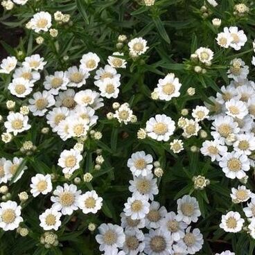 Тысячелистник птармика "Нана Компакт" / Achillea ptarmica"Nana Compacta"