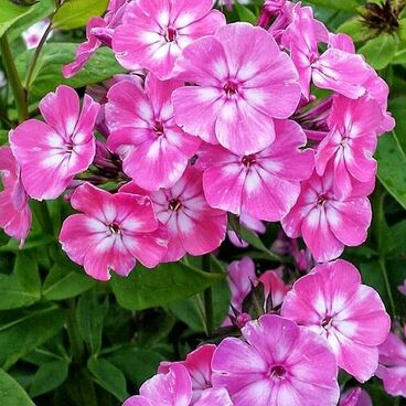 Флокс метельчатый "Флейм Пинк Ай" / Phlox рaniculata "Flame Pink Eye"