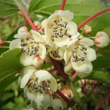 Актинидия острая "Вейки" / Actinidia arguta "Weiki"