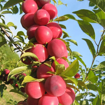 Слива колоновидная "Рубин" / Prunus cerasifera "Rubin"