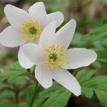 Анемона дубравная / Anemone nemorosa