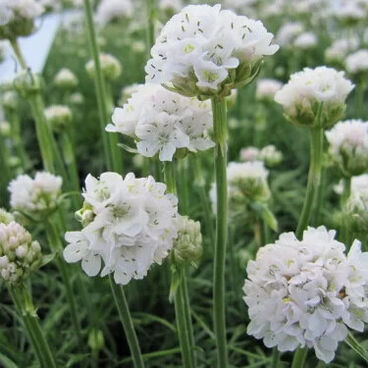 Армерия приморская "Уайт" / Armeria maritimа "White"