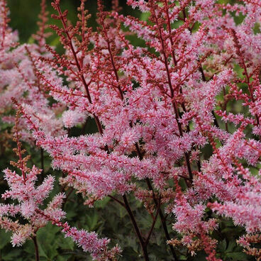 Астильба Арендса "Делфт Лейс" / Astilbe arendsii "Delft Lace"