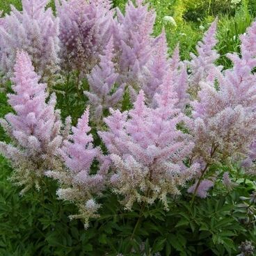 Астильба Арендса "Гиацинт" / Astilbe arendsii "Hyazinth"