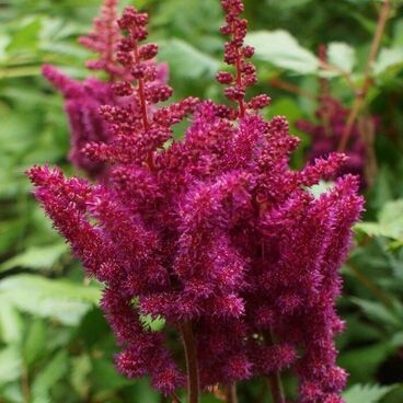 Астильба китайская "Литл Вижнс ин Ред" / Astilbe chinensis "Little Visions in Red"