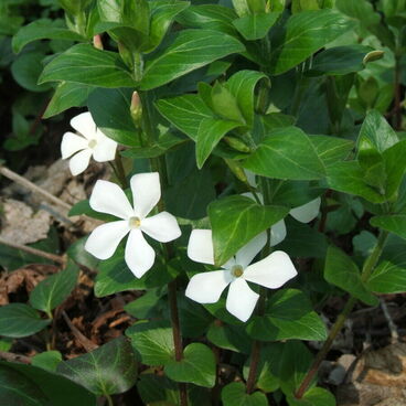 Барвинок большой "Альба" / Vinca major "Alba"