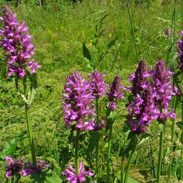 Буквица лекарственная / Betonica officinalis