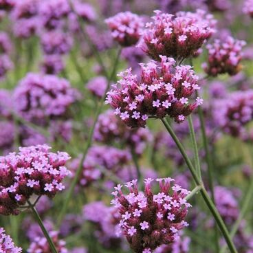 Вербена бонарская / Verbena bonariensis