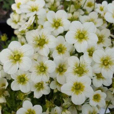 Камнеломка Арендса "Альпино Эрли Лайм" / Saxifraga arendsii "Alpino Early Lime"