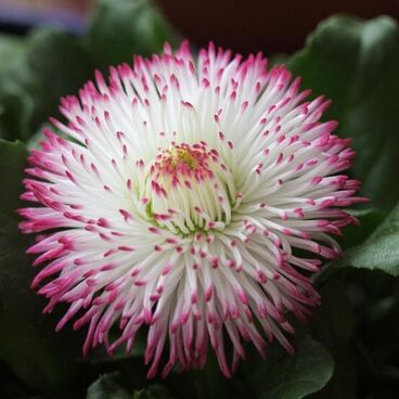 Маргаритка многолетняя "Хабанера" / Bellis perennis "Habanera"