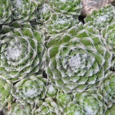 Молодило паутинистое / Sempervivum arachnoideum