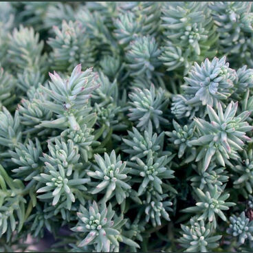 Седум (Очиток) отогнутый "Блю Форест" / Sedum reflexum "Blue Forest"