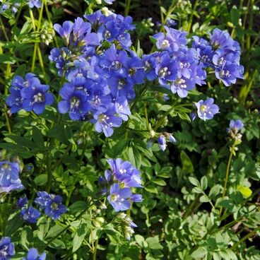 Синюха ползучая "Блю ПерлПолли" / Polemonium reptans "Blue Pearl"