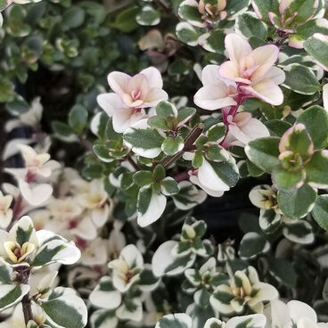 Тимьян блошиный "Фокслей" / Thymus pulegioides "Foxley"