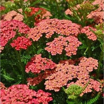 Тысячелистник обыкновенный "Эприкот Делайт" / Achillea millefolium "Apricot Delight"