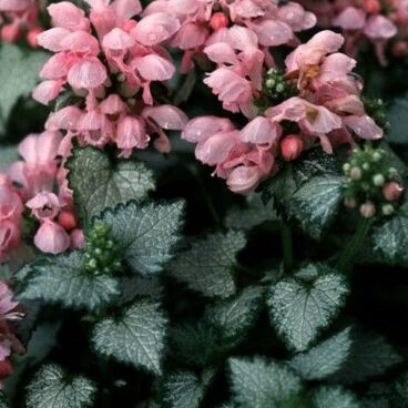 Яснотка пятнистая "Пинк Пьютер" / Lamium maculatum "Pink Pewter"