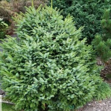 Ель сербская "Фронлейтен" / Picea omorika "Frohnleiten"