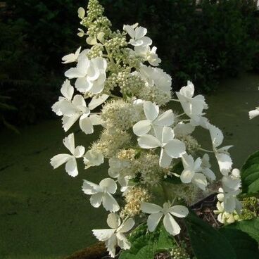 Гортензия метельчатая "Уайт Леди" / Hydrangea paniculata "White Lady"