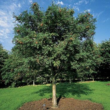 Рябина обыкновенная "Аспленифолия" / Sorbus aucuparia "Asplenifolia"