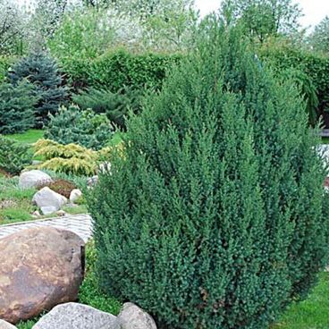 Можжевельник китайский "Стрикта" / Juniperus chinensis "Stricta"
