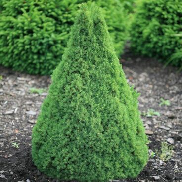 Ель канадская "Коника" / Picea glauca "Conica"