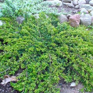 Можжевельник обыкновенный "Репанда" / Juniperus communis "Repanda"