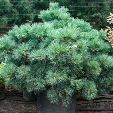 Сосна веймутова "Макопин" / Pinus strobus "Macopin"