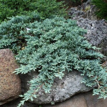 Можжевельник гориз. "Глаука" / Juniperus horizontalis "Glauca"